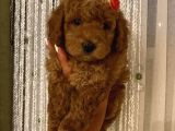 Ev Ortamında Büyüyen Toypoodle Bebekler