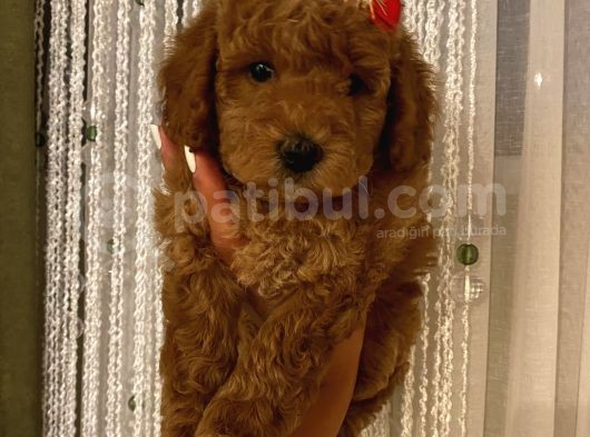 Ev Ortamında Büyüyen Toypoodle Bebekler görsel