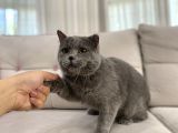 Gri British Shorthair Erkek