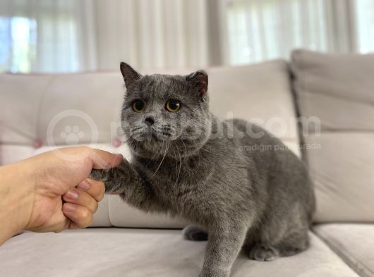 Gri British Shorthair Erkek