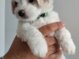 Maltese Terrier Yavrular