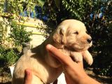 A Kalite Baby Face Golden Yavrular Için Acele