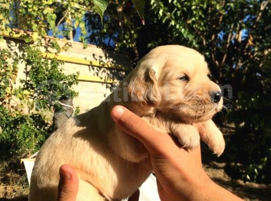 A Kalite Baby Face Golden Yavrular Için Acele görsel