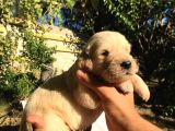 A Kalite Baby Face Golden Yavrular Için Acele