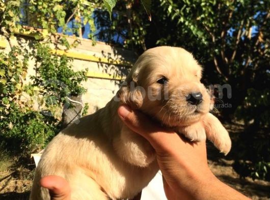 A Kalite Baby Face Golden Yavrular Için Acele görsel