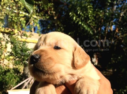A Kalite Baby Face Golden Yavrular Için Acele görsel