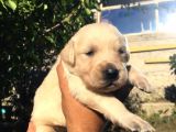 A Kalite Baby Face Golden Yavrular Için Acele