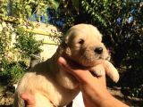 A Kalite Baby Face Golden Yavrular Için Acele