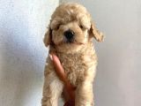 Oyuncu Apri̇cot Toy Poodle Yavrular