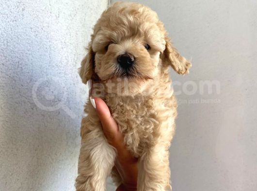 Oyuncu Apri̇cot Toy Poodle Yavrular görsel