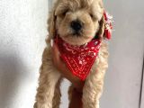 Ev Doğumu Toy Poodle Yavrular