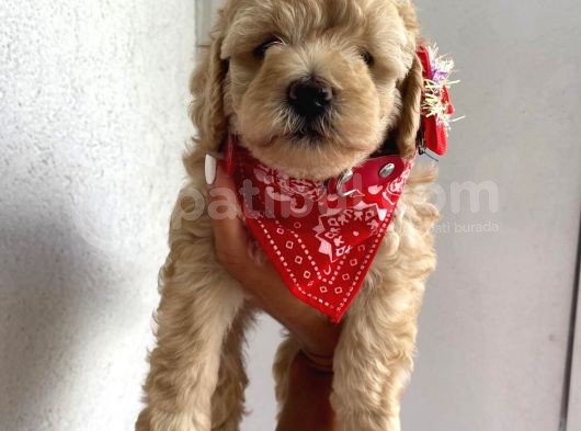 Ev Doğumu Toy Poodle Yavrular görsel