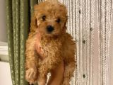Oyuncu Apri̇cot Toy Poodle Yavrular
