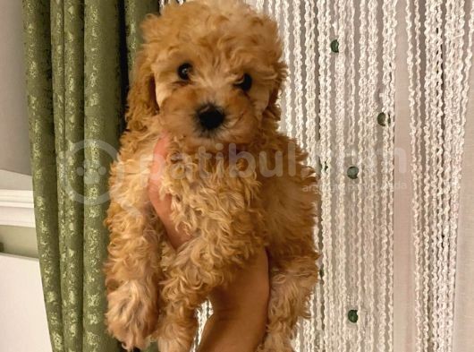 Oyuncu Apri̇cot Toy Poodle Yavrular görsel