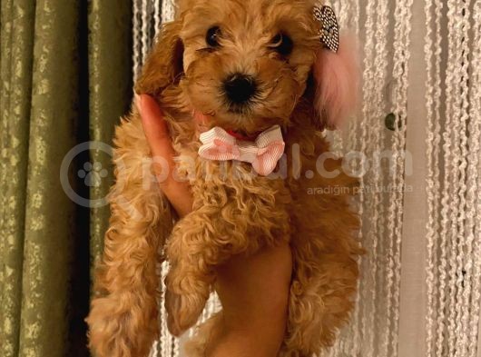 Oyuncu Apri̇cot Toy Poodle Yavrular görsel