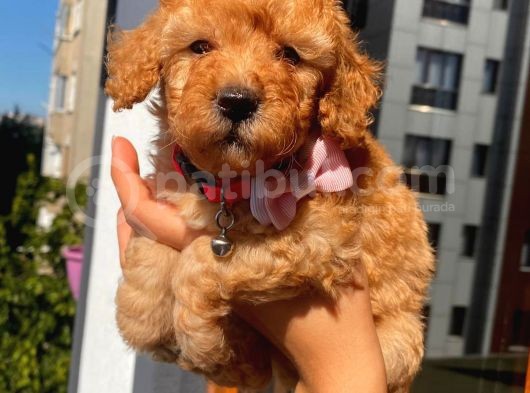Oyuncu Apri̇cot Toy Poodle Yavrular görsel