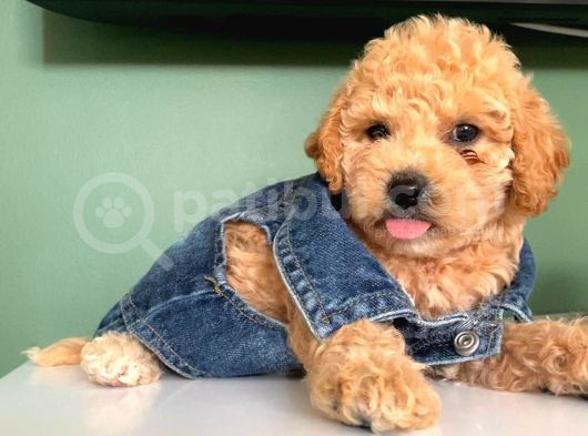 Ev Doğumu Toy Poodle Yavrular
