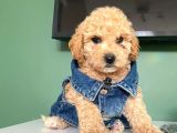 Ev Doğumu Toy Poodle Yavrular