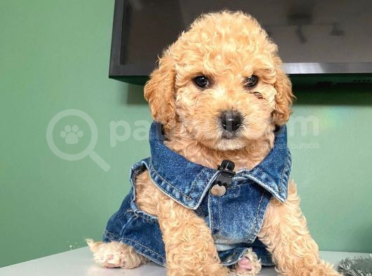 Ev Doğumu Toy Poodle Yavrular görsel