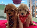 Oyuncu Apri̇cot Toy Poodle Yavrular