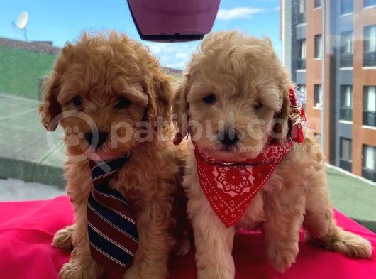 Oyuncu Apri̇cot Toy Poodle Yavrular