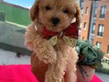 Oyuncu Apri̇cot Toy Poodle Yavrular