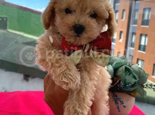 Oyuncu Apri̇cot Toy Poodle Yavrular görsel