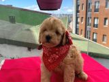 Oyuncu Apri̇cot Toy Poodle Yavrular