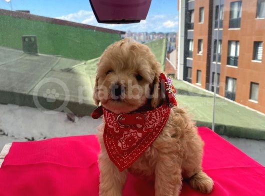 Oyuncu Apri̇cot Toy Poodle Yavrular görsel