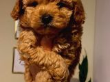 Sevi̇mli̇ Safkan Red Brown Toy Poodle Yavrular