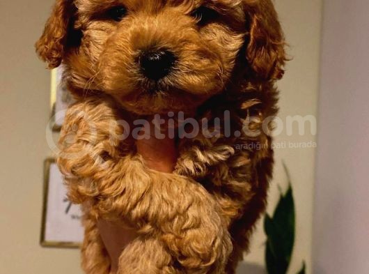 Sevi̇mli̇ Safkan Red Brown Toy Poodle Yavrular