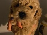 Sevi̇mli̇ Safkan Red Brown Toy Poodle Yavrular