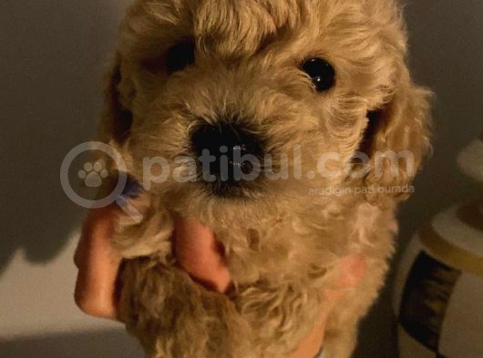 Sevi̇mli̇ Safkan Red Brown Toy Poodle Yavrular görsel