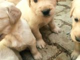 A Kalite Baby Face Golden Yavrular Için Acele