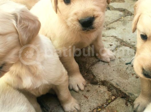 A Kalite Baby Face Golden Yavrular Için Acele görsel