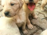 A Kalite Baby Face Golden Yavrular Için Acele