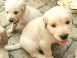 A Kalite Baby Face Golden Yavrular Için Acele