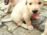 A Kalite Baby Face Golden Yavrular Için Acele