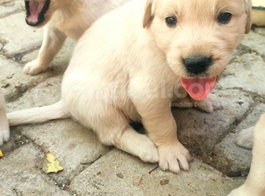 A Kalite Baby Face Golden Yavrular Için Acele görsel