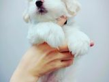 Maltese Terrier Yavrular