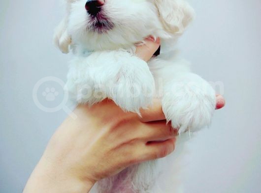Maltese Terrier Yavrular görsel