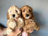Cockapoo Özel Irk Toy Poodle Üreti̇mi̇