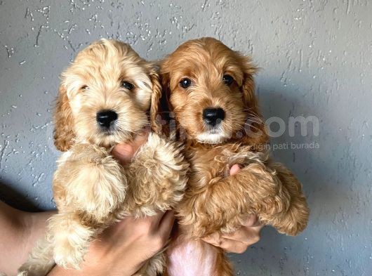 Cockapoo Özel Irk Toy Poodle Üreti̇mi̇ görsel