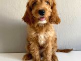 Cockapoo Özel Irk Toy Poodle Üreti̇mi̇