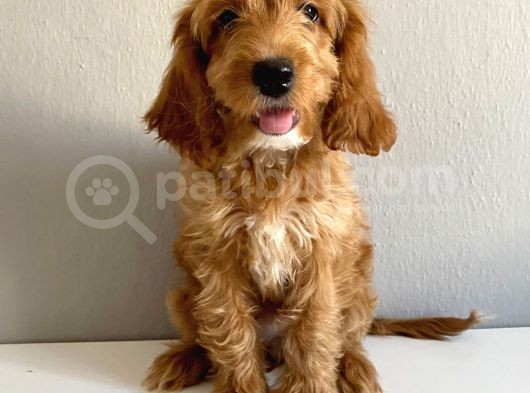 Cockapoo Özel Irk Toy Poodle Üreti̇mi̇