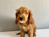 Cockapoo Özel Irk Toy Poodle Üreti̇mi̇