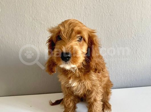 Cockapoo Özel Irk Toy Poodle Üreti̇mi̇ görsel