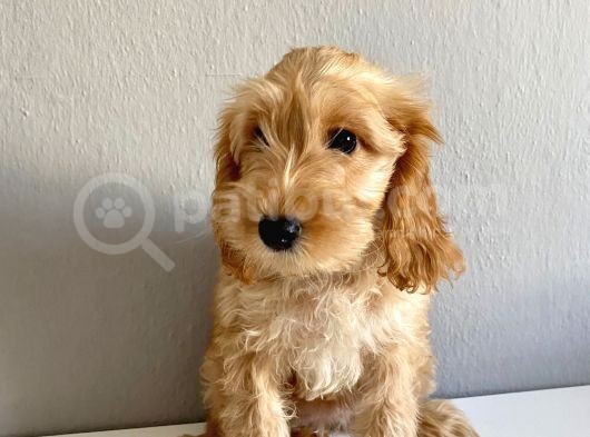 Cockapoo Özel Irk Toy Poodle Üreti̇mi̇ görsel