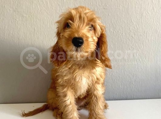 Cockapoo Özel Irk Toy Poodle Üreti̇mi̇ görsel