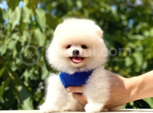 Gülen Yüz Pomerani̇an Boo görsel